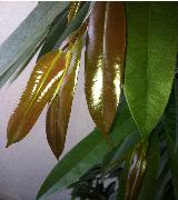 Ficus Amstel King leaves