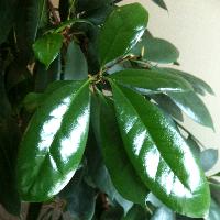 Ficus Cyathistipula juvenile foliage