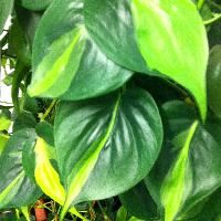 Philodendron scandens "Brazil"