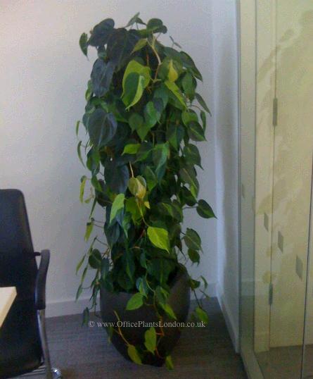 Philodendron Scandens in a London office