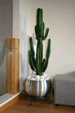 Cactus like Euphorbia in brushed metal spherical pot