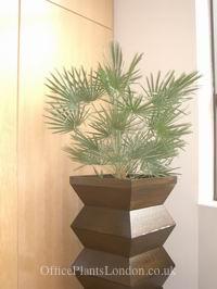 Chamaerops humilis groing indoors in a custom planter