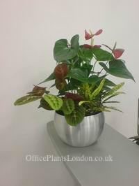 Desk top bowl with asorted plants