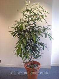 Ficus longifolia (Amstel King)