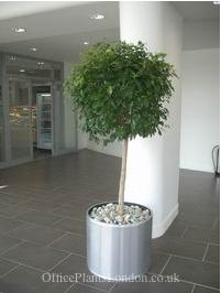 Ficus nitida in west London office reception