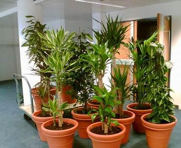 indoor plants for office