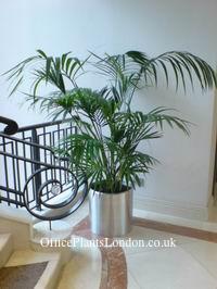 Mature Kentia Palm in a brushed metal pot