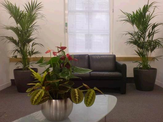 Kentia palms in London office