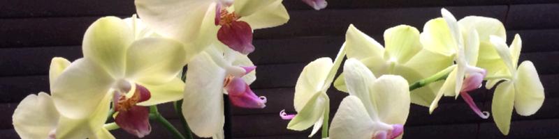 Orchids for London offices
