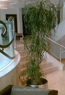 Ponytail palm (Beaucarnea) in brushed metal pot in a London hotel. See more indoor plants here.