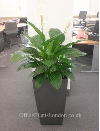 Spathiphyllum (Peace lily) in tapered Lechuza pot in a London office