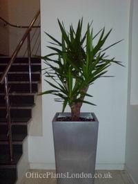 Yucca indoors in reception of building