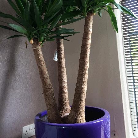 yucca plant in a London office